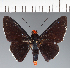  (Hesperiidae_gen sp. CF249 - CFC32300)  @11 [ ] copyright (2023) Center For Collection-Based Research Center For Collection-Based Research