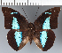  (Prepona phaedra - CFC32364)  @11 [ ] copyright (2023) Center For Collection-Based Research Center For Collection-Based Research