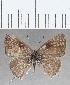  ( - CFC32415)  @11 [ ] Copyright (2020) Christer Fahraeus Center For Collection-Based Research