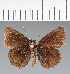  (Hesperiidae_gen sp. CF339 - CFC32446)  @11 [ ] copyright (2023) Center For Collection-Based Research Center For Collection-Based Research