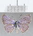  (Hemiargus ramon - CFC32526)  @11 [ ] Copyright (2020) Christer Fahraeus Center For Collection-Based Research