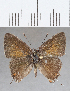  ( - CFC32541)  @11 [ ] Copyright (2020) Christer Fahraeus Center For Collection-Based Research