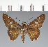  (Hesperiidae_gen sp. CF347 - CFC32580)  @11 [ ] copyright (2023) Center For Collection-Based Research Center For Collection-Based Research
