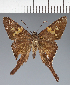  (Hesperiidae_gen sp. CF73 - CFC32598)  @11 [ ] copyright (2023) Center For Collection-Based Research Center For Collection-Based Research