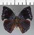  ( - CFC32635)  @11 [ ] copyright (2023) Center For Collection-Based Research Center For Collection-Based Research