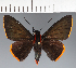  (Hesperiidae_gen sp. CF450 - CFC32638)  @11 [ ] copyright (2023) Center For Collection-Based Research Center For Collection-Based Research