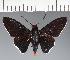  (Hesperiidae_gen sp. CF452 - CFC32640)  @11 [ ] copyright (2023) Center For Collection-Based Research Center For Collection-Based Research