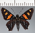  (Hesperiidae_gen sp. CF456 - CFC32647)  @11 [ ] copyright (2023) Center For Collection-Based Research Center For Collection-Based Research