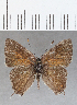  ( - CFC32677)  @11 [ ] Copyright (2020) Christer Fahraeus Center For Collection-Based Research