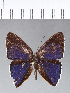 ( - CFC03271)  @11 [ ] Copyright (2018) Christer Fahraeus Center For Collection-Based Research
