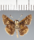  (Hesperiidae_gen sp. CF346 - CFC32716)  @11 [ ] copyright (2023) Center For Collection-Based Research Center For Collection-Based Research