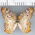  (Anartia sp. CF03 - CFC32749)  @11 [ ] copyright (2021) Center For Collection-Based Research Center For Collection-Based Research