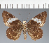  (Hesperiidae_gen sp. CF95 - CFC32767)  @11 [ ] copyright (2023) Center For Collection-Based Research Center For Collection-Based Research