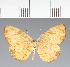  (Tegosa sp. CF02 - CFC32798)  @11 [ ] copyright (2023) Center For Collection-Based Research Center For Collection-Based Research