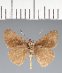  (Hesperiidae_gen sp. CF345 - CFC32804)  @11 [ ] copyright (2023) Center For Collection-Based Research Center For Collection-Based Research