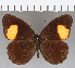  (Physcopedaliodes - CFC32903)  @11 [ ] copyright (2020) Christer Fahraeus Center For Collection-Based Research