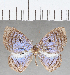  ( - CFC32918)  @11 [ ] Copyright (2019) Christer Fahraeus Center For Collection-Based Research