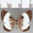  (Mesosemia sp. CF285 - CFC32925)  @11 [ ] Copyright (2019) Christer Fahraeus Center For Collection-Based Research