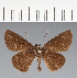  (Hesperiidae_gen sp. CF341 - CFC32929)  @11 [ ] copyright (2023) Center For Collection-Based Research Center For Collection-Based Research