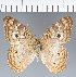  (Anartia sp. CF06 - CFC33047)  @11 [ ] copyright (2023) Center For Collection-Based Research Center For Collection-Based Research