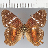  (Anartia sp. CF04 - CFC33048)  @11 [ ] copyright (2021) Center For Collection-Based Research Center For Collection-Based Research