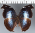  (Anaea sp. CF06 - CFC33071)  @11 [ ] copyright (2023) Center For Collection-Based Research Center For Collection-Based Research