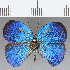  ( - CFC33128)  @11 [ ] Copyright (2020) Christer Fahraeus Center For Collection-Based Research