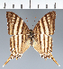  (Marpesia sp. CF09 - CFC33193)  @11 [ ] copyright (2023) Center For Collection-Based Research Center For Collection-Based Research