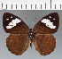  (Eunica sp. CF24 - CFC33195)  @11 [ ] copyright (2023) Center For Collection-Based Research Center For Collection-Based Research