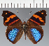  ( - CFC33196)  @11 [ ] copyright (2023) Center For Collection-Based Research Center For Collection-Based Research