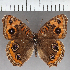  (Junonia sp. CF06 - CFC33329)  @11 [ ] copyright (2021) Center For Collection-Based Research Center For Collection-Based Research