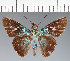  (Hesperiidae_gen sp. CF84 - CFC33351)  @11 [ ] copyright (2023) Center For Collection-Based Research Center For Collection-Based Research