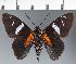  (Hesperiidae_gen sp. CF447 - CFC33376)  @11 [ ] copyright (2023) Center For Collection-Based Research Center For Collection-Based Research