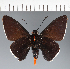  (Hesperiidae_gen sp. CF451 - CFC33378)  @11 [ ] copyright (2023) Center For Collection-Based Research Center For Collection-Based Research