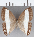  ( - CFC33429)  @11 [ ] copyright (2021) Center For Collection-Based Research Center For Collection-Based Research