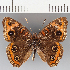  (Junonia sp. CF07 - CFC33442)  @11 [ ] copyright (2021) Center For Collection-Based Research Center For Collection-Based Research