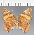  ( - CFC33455)  @11 [ ] copyright (2023) Center For Collection-Based Research Center For Collection-Based Research