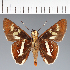  (Hesperiidae_gen sp. CF94 - CFC33460)  @11 [ ] copyright (2023) Center For Collection-Based Research Center For Collection-Based Research