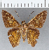  (Nascus phocus - CFC03358)  @13 [ ] Copyright (2019) Christer Fahraeus Center For Collection-Based Research