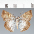  (Hesperiidae_gen sp. CF88 - CFC33581)  @11 [ ] copyright (2023) Center For Collection-Based Research Center For Collection-Based Research