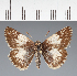  (Hesperiidae_gen sp. CF68 - CFC33638)  @11 [ ] copyright (2023) Center For Collection-Based Research Center For Collection-Based Research