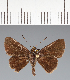  (Hesperiidae_gen sp. CF344 - CFC33725)  @11 [ ] copyright (2023) Center For Collection-Based Research Center For Collection-Based Research