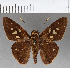  ( - CFC03377)  @11 [ ] Copyright (2018) Christer Fahraeus Center For Collection-Based Research