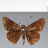  (Hesperiidae_gen sp. CF342 - CFC33778)  @11 [ ] copyright (2023) Center For Collection-Based Research Center For Collection-Based Research