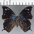  ( - CFC33835)  @11 [ ] copyright (2023) Center For Collection-Based Research Center For Collection-Based Research