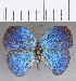  ( - CFC33859)  @11 [ ] Copyright (2020) Christer Fahraeus Center For Collection-Based Research