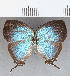  ( - CFC33868)  @11 [ ] Copyright (2020) Christer Fahraeus Center For Collection-Based Research