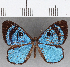  ( - CFC33879)  @11 [ ] Copyright (2019) Christer Fahraeus Center For Collection-Based Research