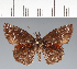  (Hesperiidae_gen sp. CF336 - CFC33880)  @11 [ ] copyright (2023) Center For Collection-Based Research Center For Collection-Based Research