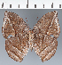  (Memphis sp. CF22 - CFC33961)  @11 [ ] copyright (2023) Center For Collection-Based Research Center For Collection-Based Research